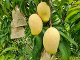 TJC Mango  Sri Lankan Yellow mango Exporters Supplier Sri Lanka LK Trading Lanka (Private) Limited