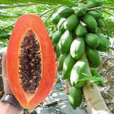 Red Lady Papaya Exporters Supplier Sri Lanka LK Trading Lanka (Private) Limited
