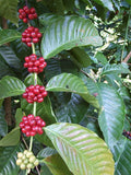 Ceylon Sri Lankan Robusta coffee beans - Unroasted Exporters Supplier Sri Lanka LK Trading Lanka (Private) Limited