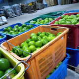 Avocado   - Sri Lankan Avocados Exporters Supplier Sri Lanka LK Trading Lanka (Private) Limited