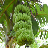 Fresh Banana  (Sweet banana, Sour banana) Exporters Supplier Sri Lanka LK Trading Lanka (Private) Limited