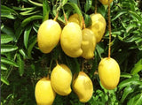 TJC Mango  Sri Lankan Yellow mango Exporters Supplier Sri Lanka LK Trading Lanka (Private) Limited