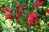Rambutan Exporters Supplier Sri Lanka LK Trading Lanka (Private) Limited