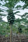 Red Lady Papaya Exporters Supplier Sri Lanka LK Trading Lanka (Private) Limited