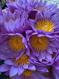 Dehydrated Blue Water Lily Flowers Exporters Supplier Sri Lanka LK Trading Lanka (Private) Limited