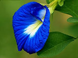 Dehydrated Butterfly pea flower natural blue food coloring Exporters Supplier Sri Lanka LK Trading Lanka (Private) Limited
