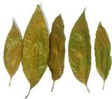 Dehydrated Mango Leaves Exporters Supplier Sri Lanka LK Trading Lanka (Private) Limited