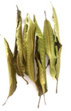 Dehydrated Mango Leaves Exporters Supplier Sri Lanka LK Trading Lanka (Private) Limited