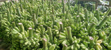Fresh Banana  (Sweet banana, Sour banana) Exporters Supplier Sri Lanka LK Trading Lanka (Private) Limited