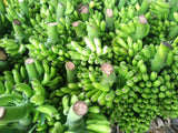 Fresh Banana  (Sweet banana, Sour banana) Exporters Supplier Sri Lanka LK Trading Lanka (Private) Limited