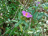 Dehydrated Heen bovitiya Leaves powder tea bags Exporters Supplier Sri Lanka LK Trading Lanka (Private) Limited