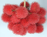 Rambutan Exporters Supplier Sri Lanka LK Trading Lanka (Private) Limited