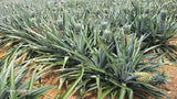 Pineapple suppliers in sri lanka