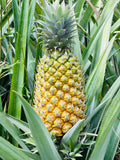 Sri Lankan Pineapple suppliers exporters