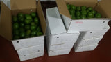 Avocado   - Sri Lankan Avocados Exporters Supplier Sri Lanka LK Trading Lanka (Private) Limited