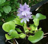 Common water hyacinth - Pontederia crassipes