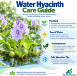 Common water hyacinth - Pontederia crassipes