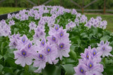 Common water hyacinth - Pontederia crassipes