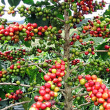 Arabica Coffee Beans   - Unroasted Exporters Supplier Sri Lanka LK Trading Lanka (Private) Limited