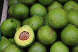 Avocado   - Sri Lankan Avocados Exporters Supplier Sri Lanka LK Trading Lanka (Private) Limited
