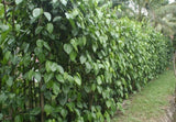 Betel Leaves paan leaf Exporters Supplier Sri Lanka LK Trading Lanka (Private) Limited