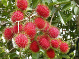 Rambutan Exporters Supplier Sri Lanka LK Trading Lanka (Private) Limited