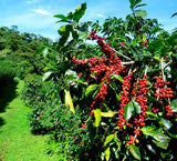 Arabica Coffee Beans   - Unroasted Exporters Supplier Sri Lanka LK Trading Lanka (Private) Limited