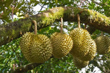 Durian fruits Exporters Supplier Sri Lanka LK Trading Lanka (Private) Limited