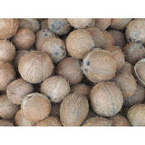 Fully Husked Coconut Exporters Supplier Sri Lanka LK Trading Lanka (Private) Limited