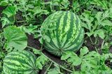 Watermelon Exporters Supplier Sri Lanka LK Trading Lanka (Private) Limited