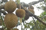 Durian fruits Exporters Supplier Sri Lanka LK Trading Lanka (Private) Limited