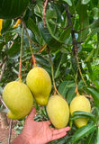 mega Large_and_sweet_mangoes suppliers