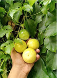 Passion fruit Exporters Supplier Sri Lanka LK Trading Lanka (Private) Limited