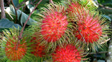 Rambutan Exporters Supplier Sri Lanka LK Trading Lanka (Private) Limited