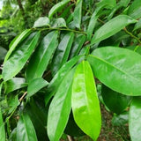 soursop leaves suppliers 
