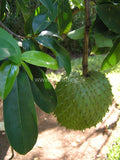 Fresh Soursop Guanabana Graviola Guanabana Annona  guyabano  guanábana Tropical Fruit Sri Lanka Exporters Supplier Sri Lanka LK Trading Lanka (Private) Limited