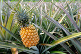 Pineapples  - Sri Lankan Fresh Pineapples Murisi pineapple Exporters Supplier Sri Lanka LK Trading Lanka (Private) Limited