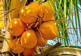 Orange Color Sweet Fresh Tender King Coconut Exporters Supplier Sri Lanka LK Trading Lanka (Private) Limited