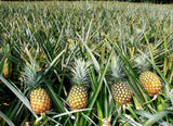 Pineapples  - Sri Lankan Fresh Pineapples Murisi pineapple Exporters Supplier Sri Lanka LK Trading Lanka (Private) Limited